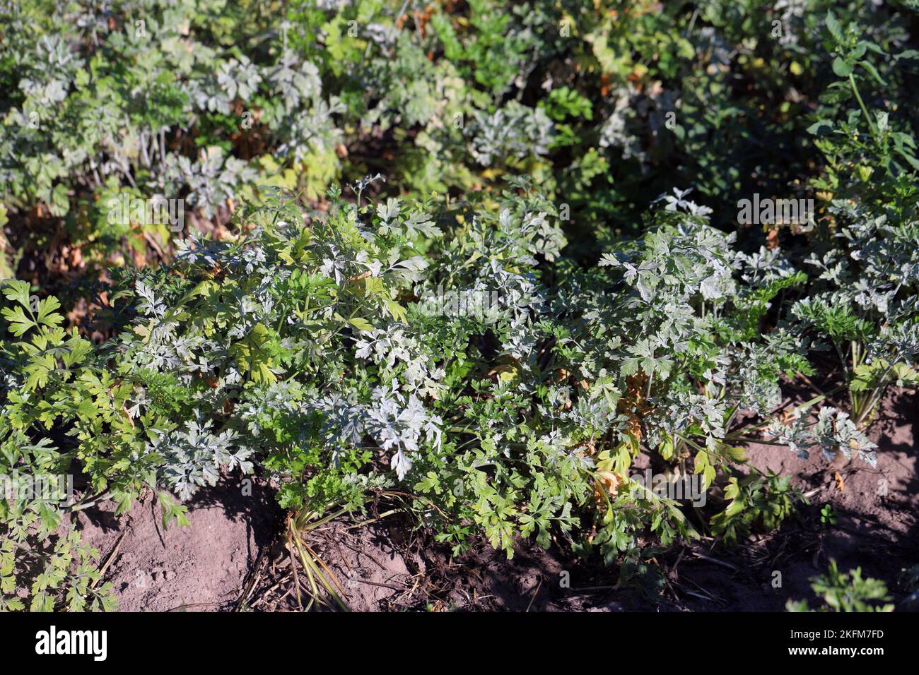 Powdery mildew on the parsley leaf. This is a dangerous plant disease that causes yield losses. Stock Photo