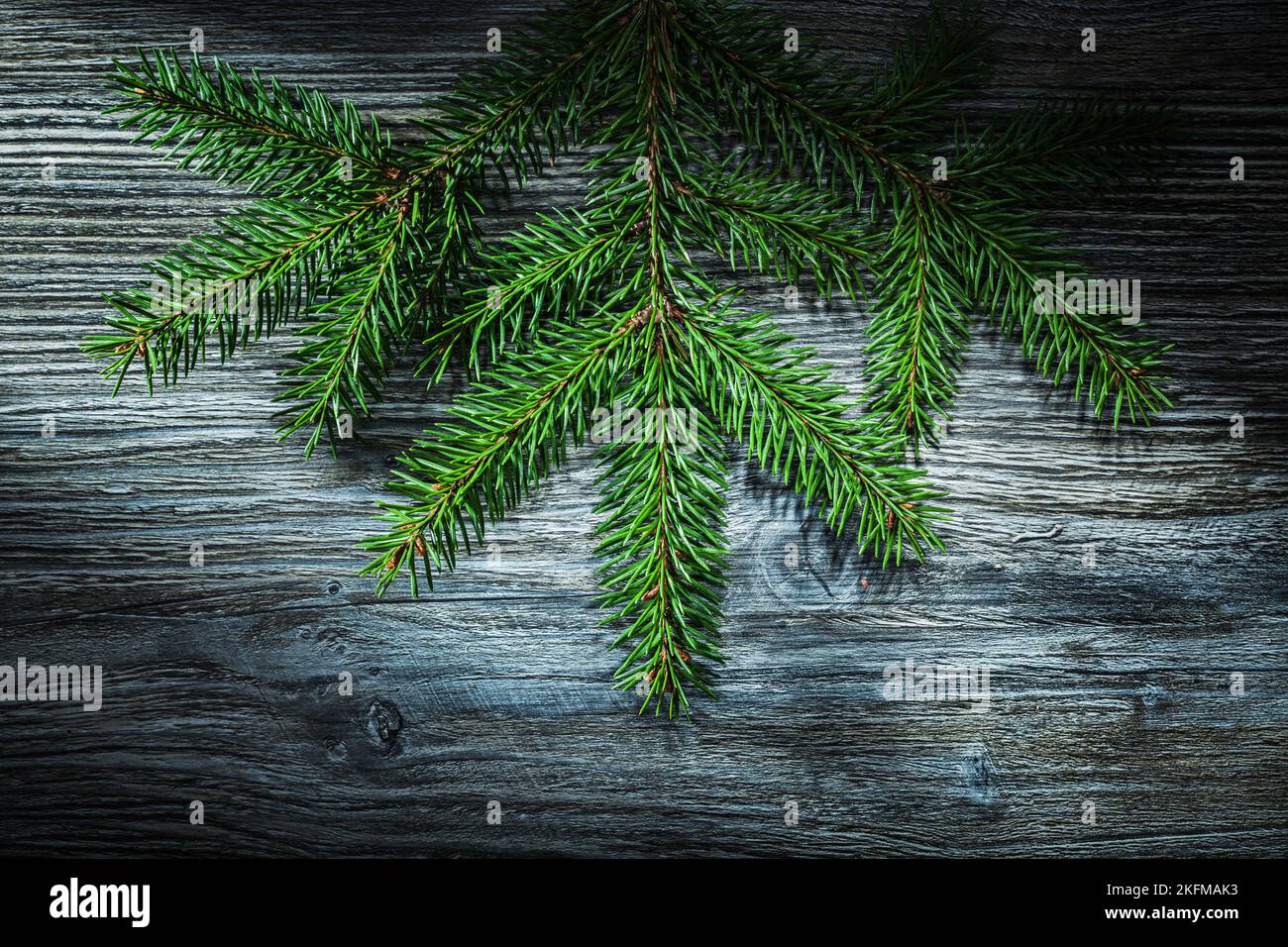 Pine tree branch on wooden board. Stock Photo