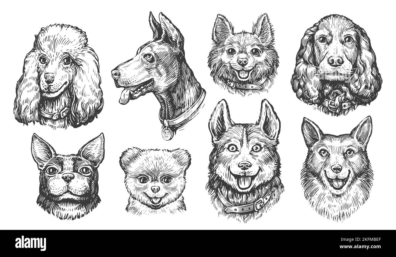 Set of Dogs. Different breeds dogs in sketch style. Portraits or heads of pets animals isolated on white background Stock Photo