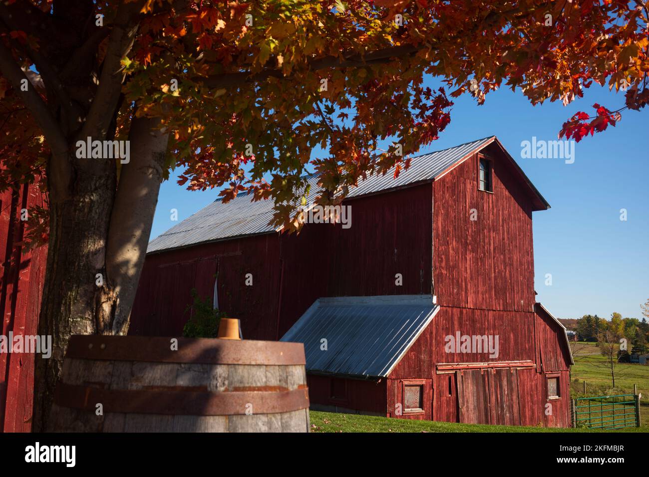 A red barn with a tin roof is shadowed by a maple tree showing its lush ...