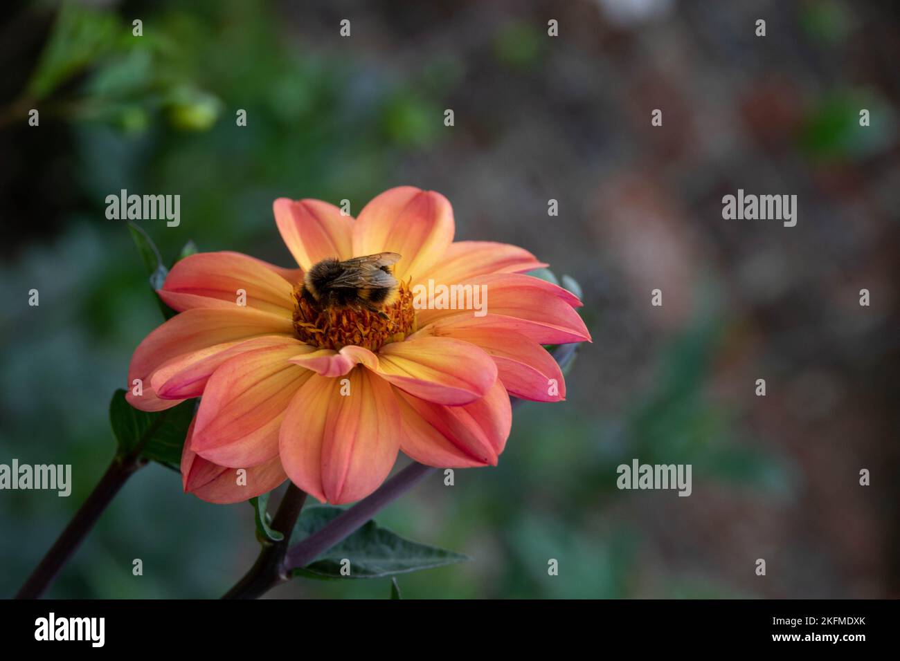 buff tailed bumblebee collecting pollen from an orange and yellow dahlia with a blurred background Stock Photo