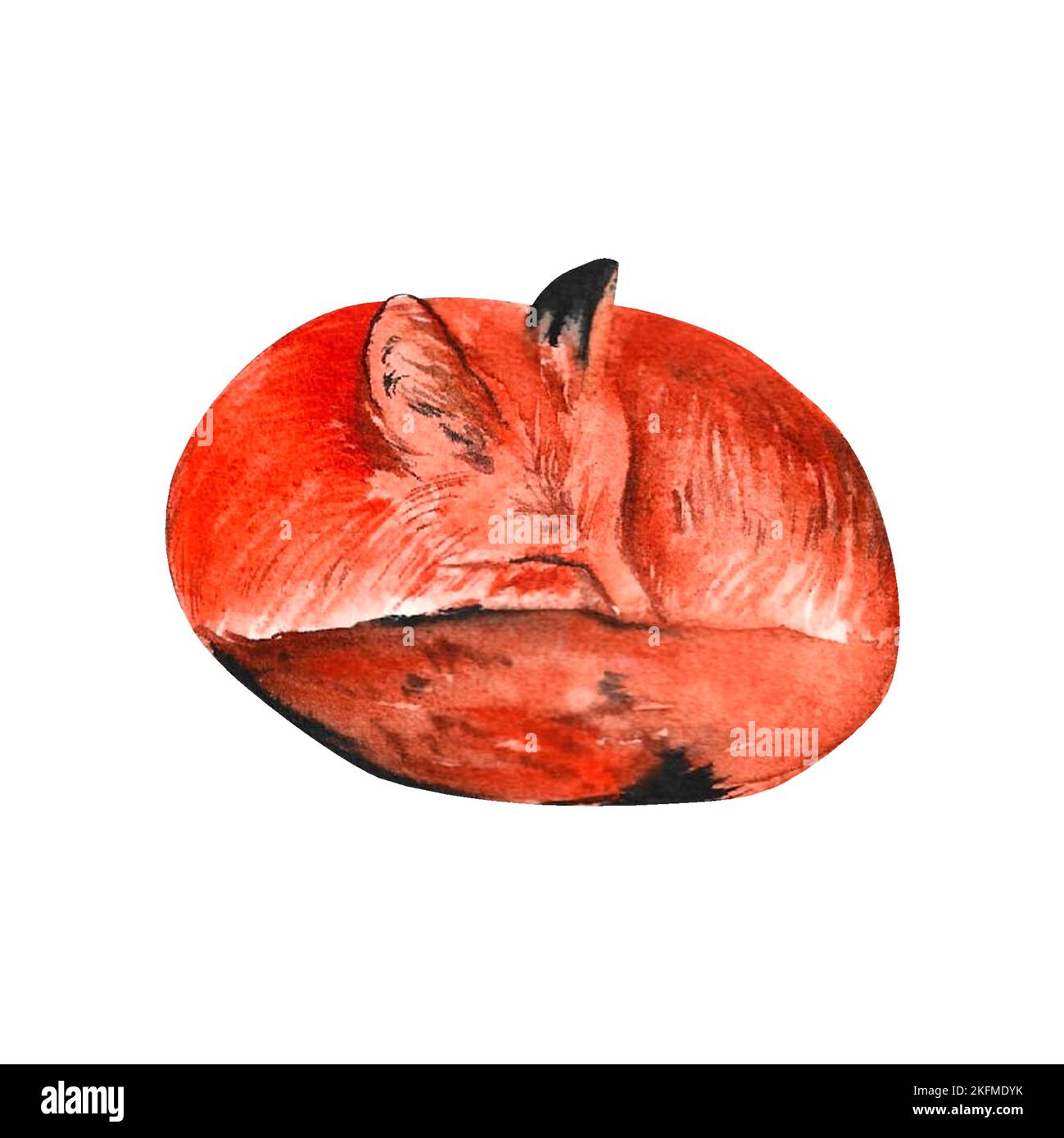 sly red fox on isolated white background, hand drawn. Perfect for card design, invitation, scrapbooking, fabric printing Stock Photo