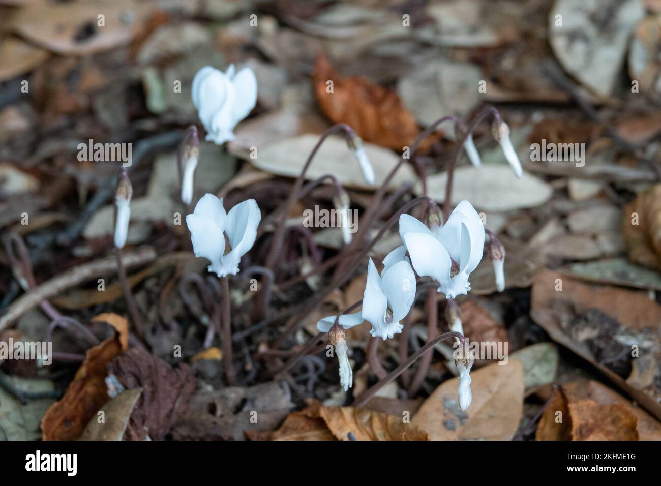 pretty white cyclamen growing up through autumn leaves Stock Photo