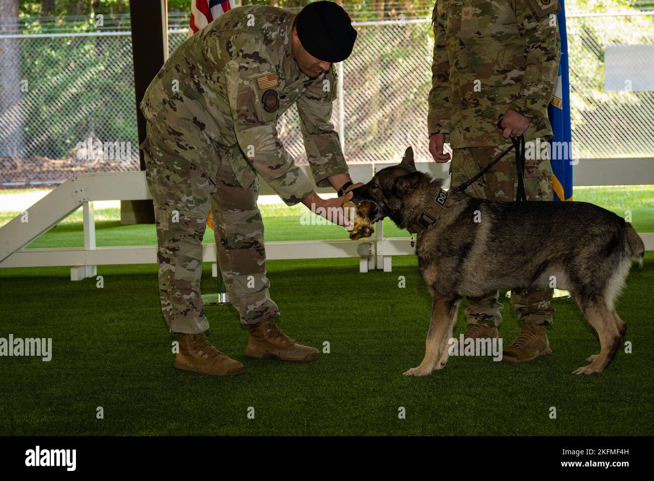 Lt. Col. Michael Wetlesen, 4th Security Forces Squadron commander, gives a bone to Military Working Dog Miko during a retirement ceremony at Seymour Johnson Air Force Base, North Carolina, Sept. 26, 2022. Miko went on three deployments during his time in service; one to Jordan, and two to Qatar. Stock Photo