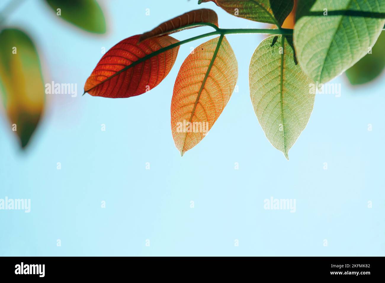 Tree and leaves in spring hi-res stock photography and images - Alamy
