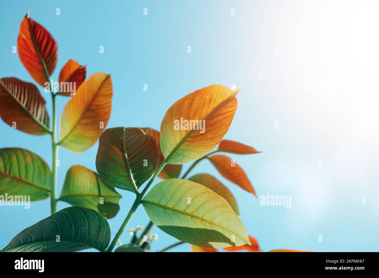 Tree and leaves in spring hi-res stock photography and images - Alamy
