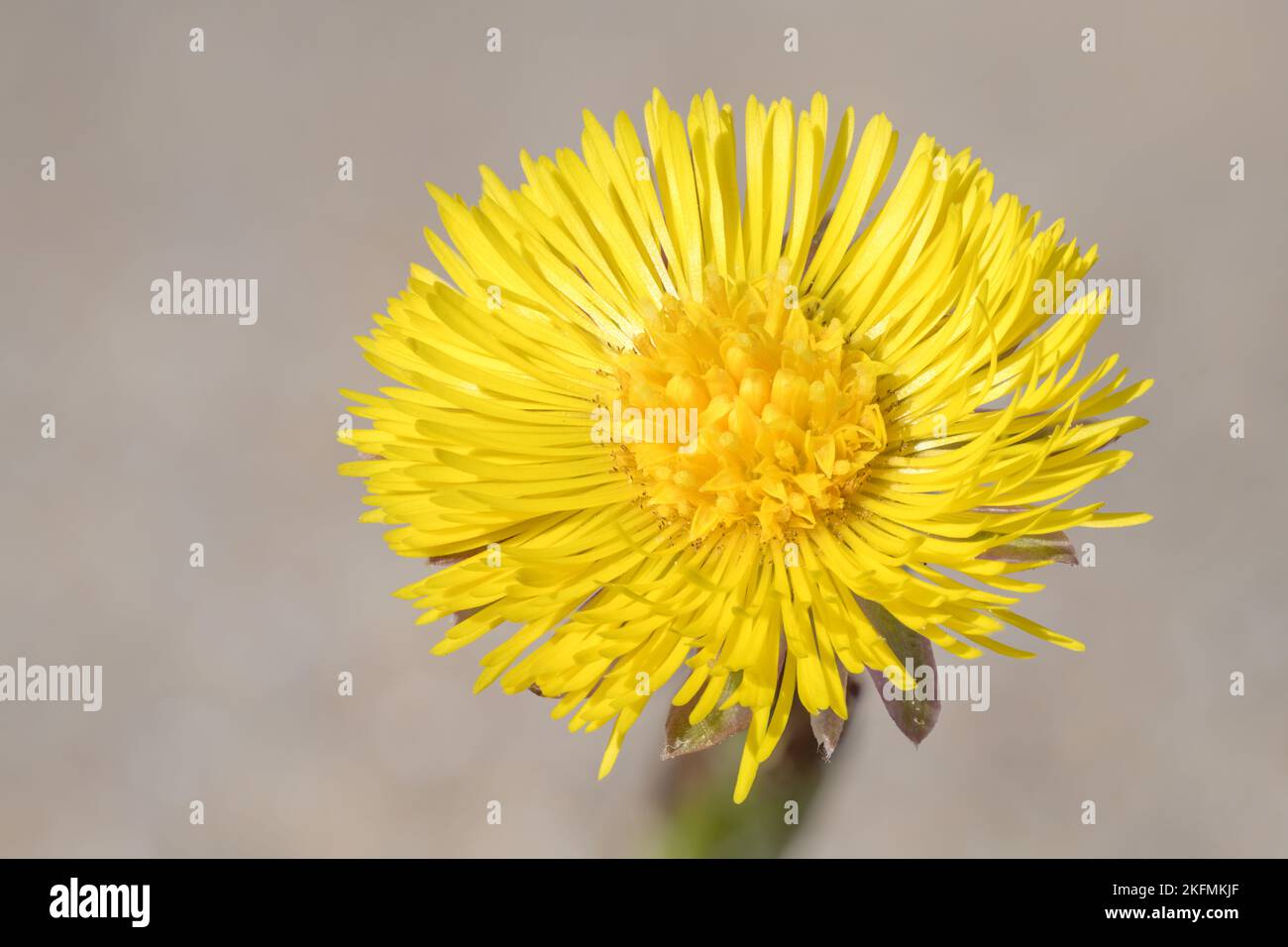 Close up of a Coltsfoot flower Stock Photo