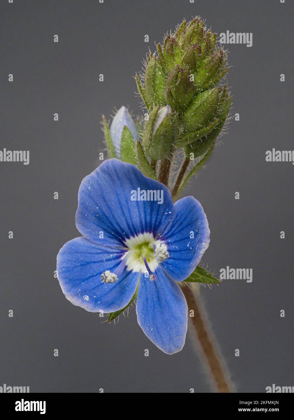 Germander Speedwell; Veronica chamaedrys, close up flower detail.  Norfolk.  April Stock Photo