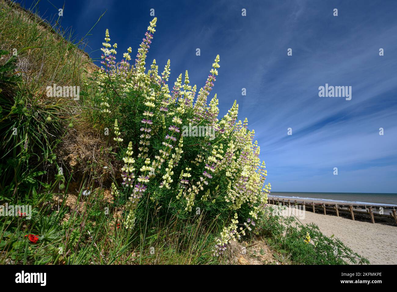 Tree Lupin, Lupinus arboreus, flowering plant growing at the base of a cliff  Norfolk  June Stock Photo