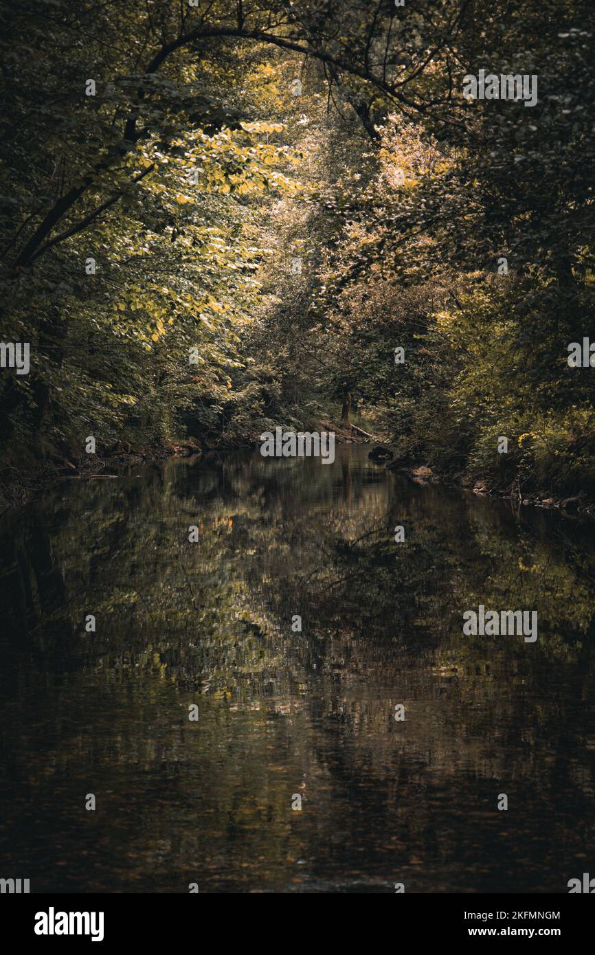 Reflective Rivers A gorgeous vertical shot of a secluded, reflective river in a forest ...
