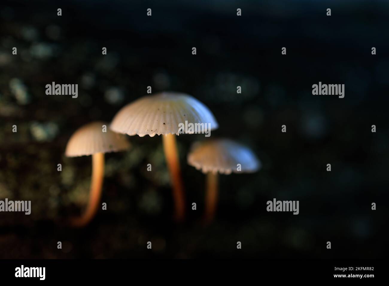 Mushrooms in a chestnut forest Stock Photo Alamy