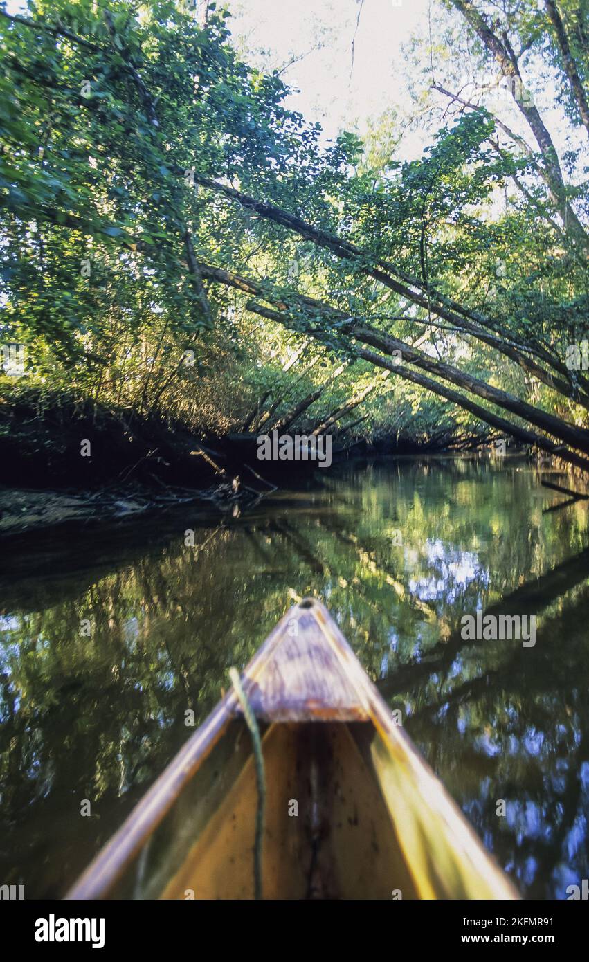 France. Aquitaine. Gironde (33). Bassin d'Arcachon. Canoeing down the river Leyre which flows into the Arcachon basin Stock Photo