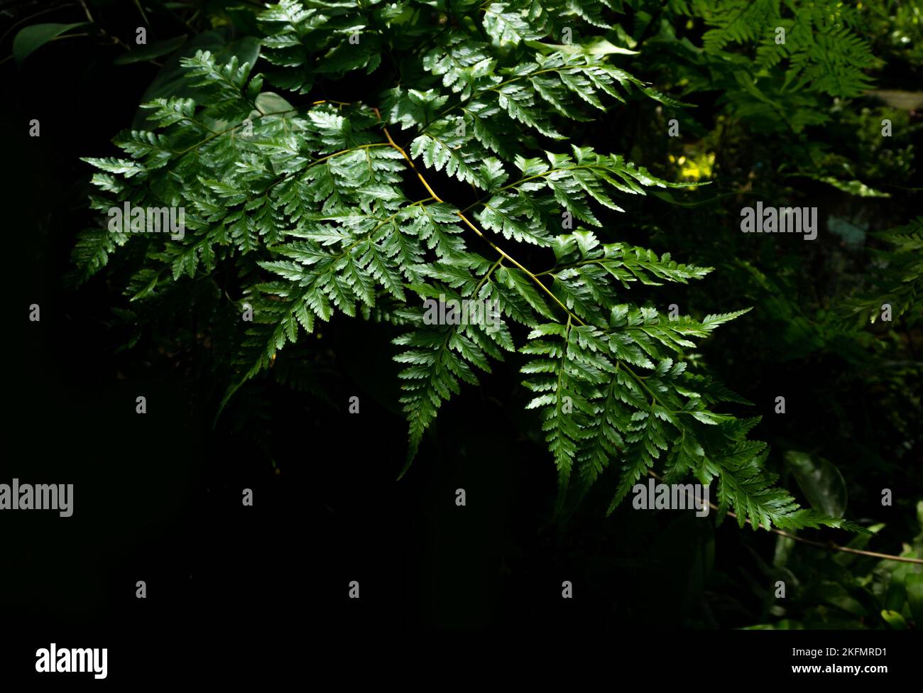 Leaves of Davallia solida Fern as green nature background Stock Photo