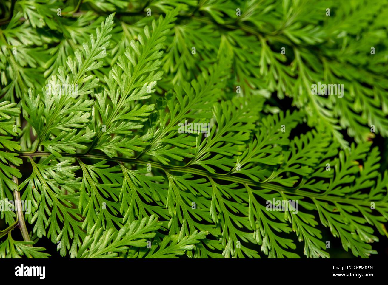 Leaves of Davallia denticulata polynesia Fern as green nature background Stock Photo