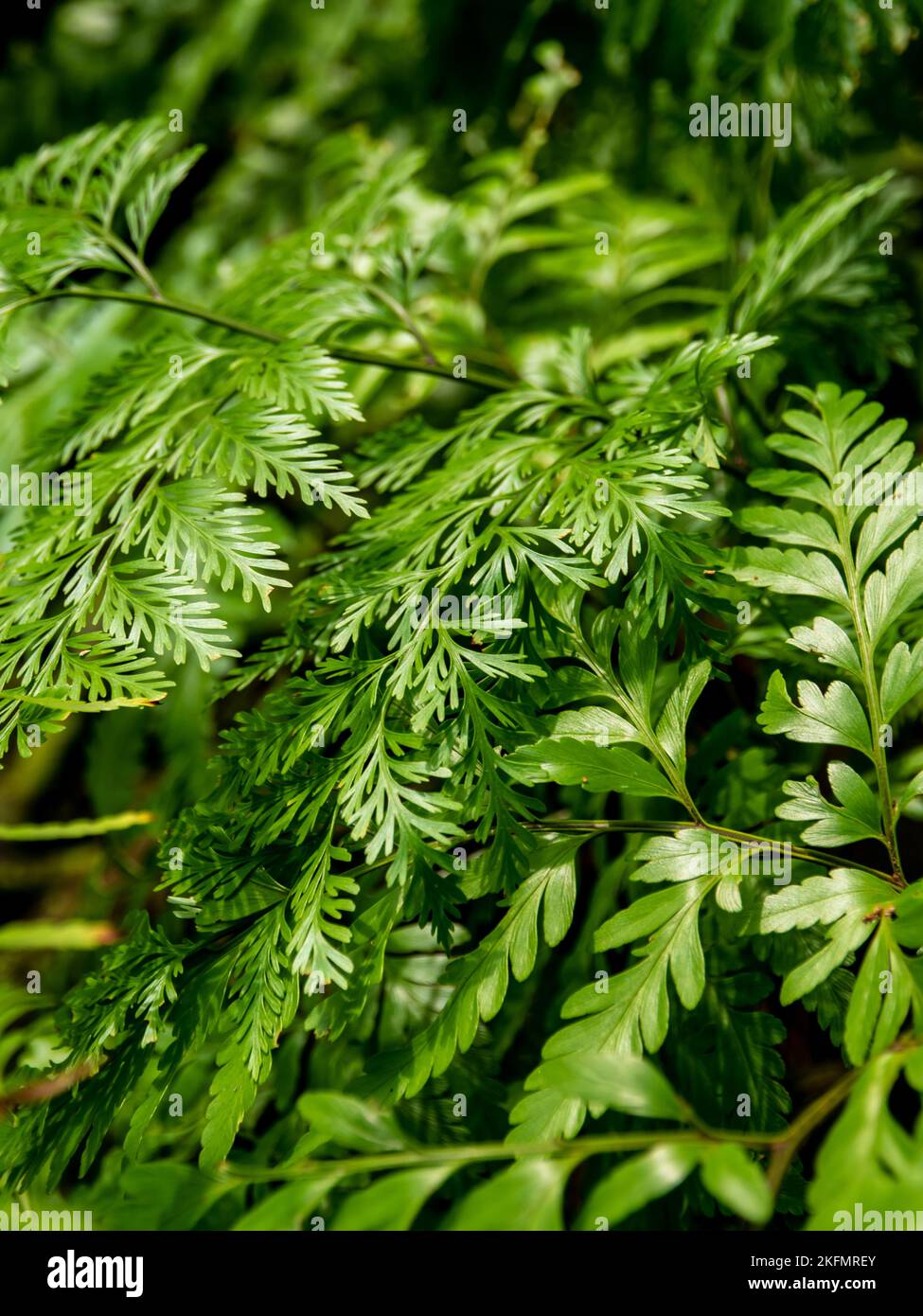 Leaves of Davallia denticulata polynesia and Davallia solida Fern as green background Stock Photo