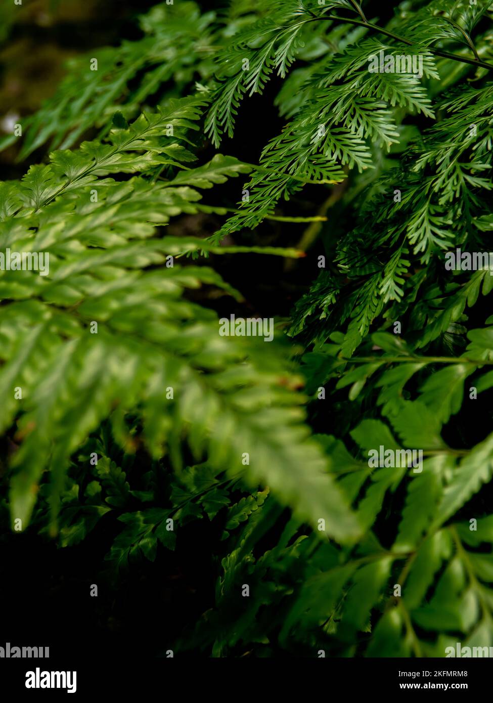 Leaves of Davallia denticulata polynesia Fern as green nature background Stock Photo