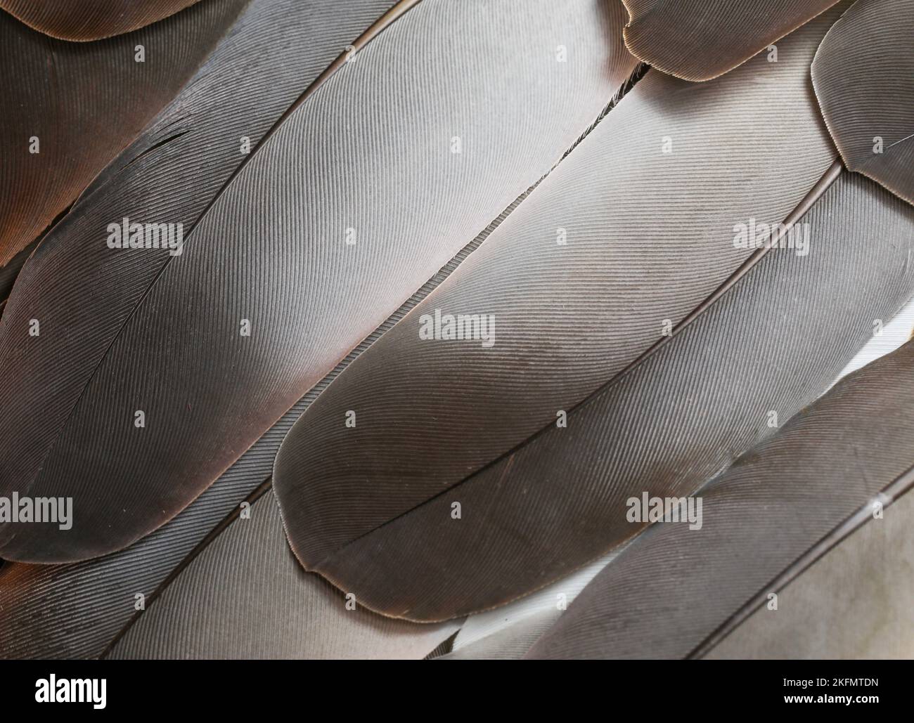 Beautiful, brown, dark, grey feathers closeup. feathers isolated Stock