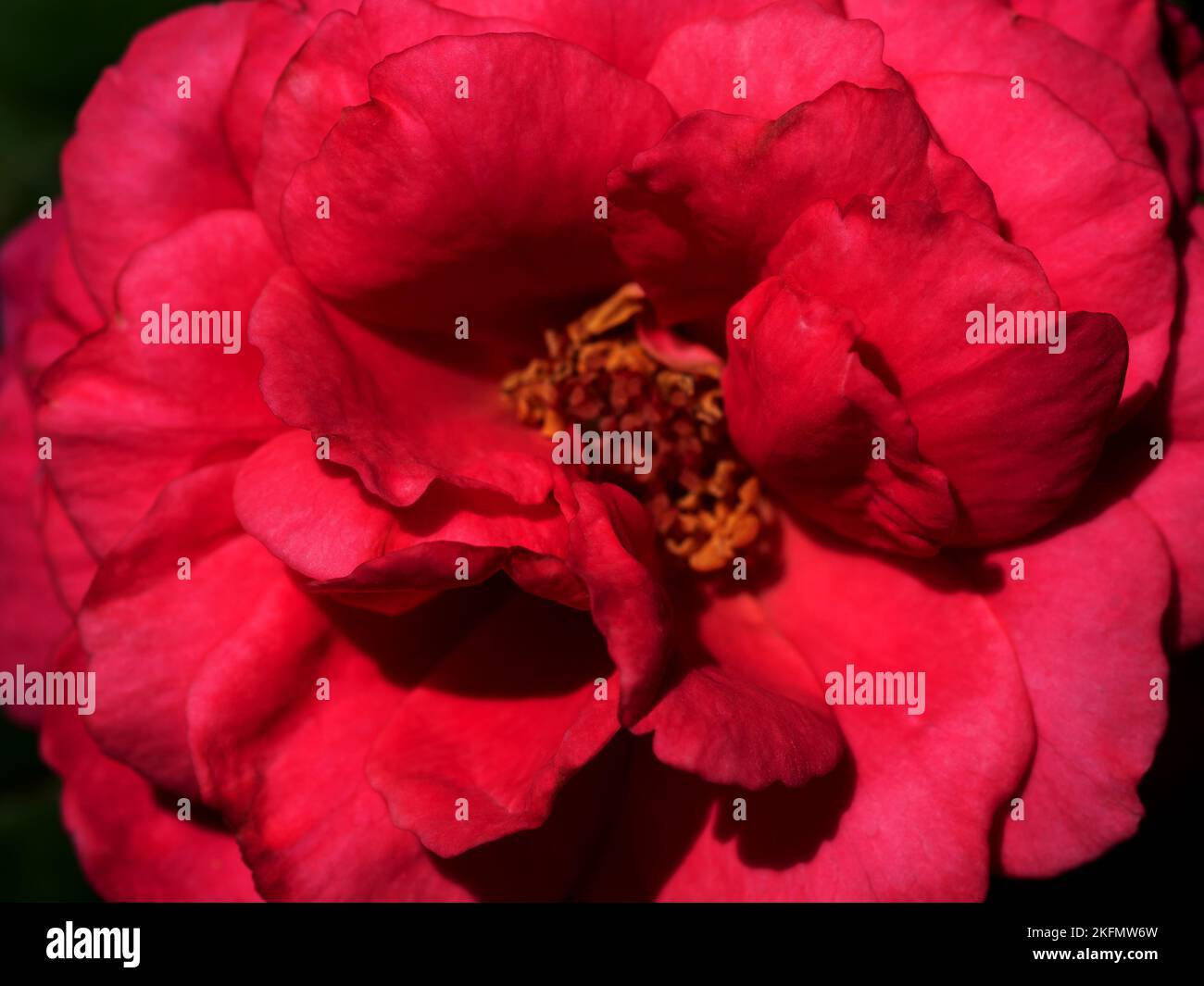 Shape and colors of Princess Kishi roses that blooming Stock Photo - Alamy