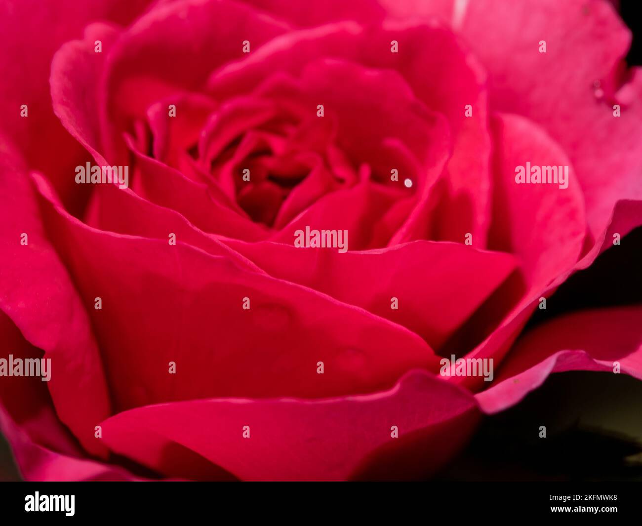 Shape and colors of Princess Kishi roses that blooming Stock Photo - Alamy