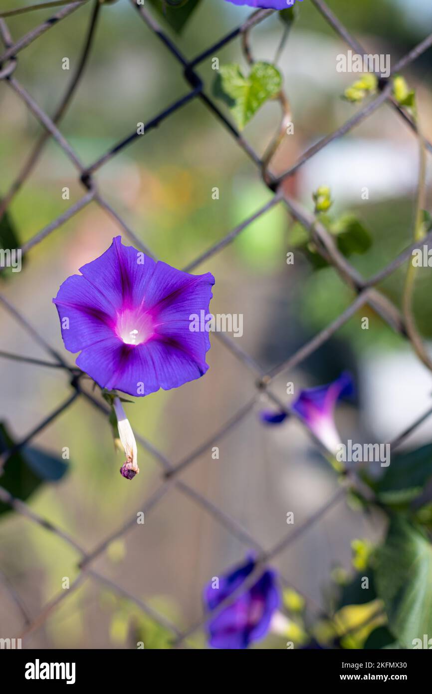 Close-up of a purple Ipomoea flower growing in the garden in summer. A flower from the family of convolvulus Stock Photo