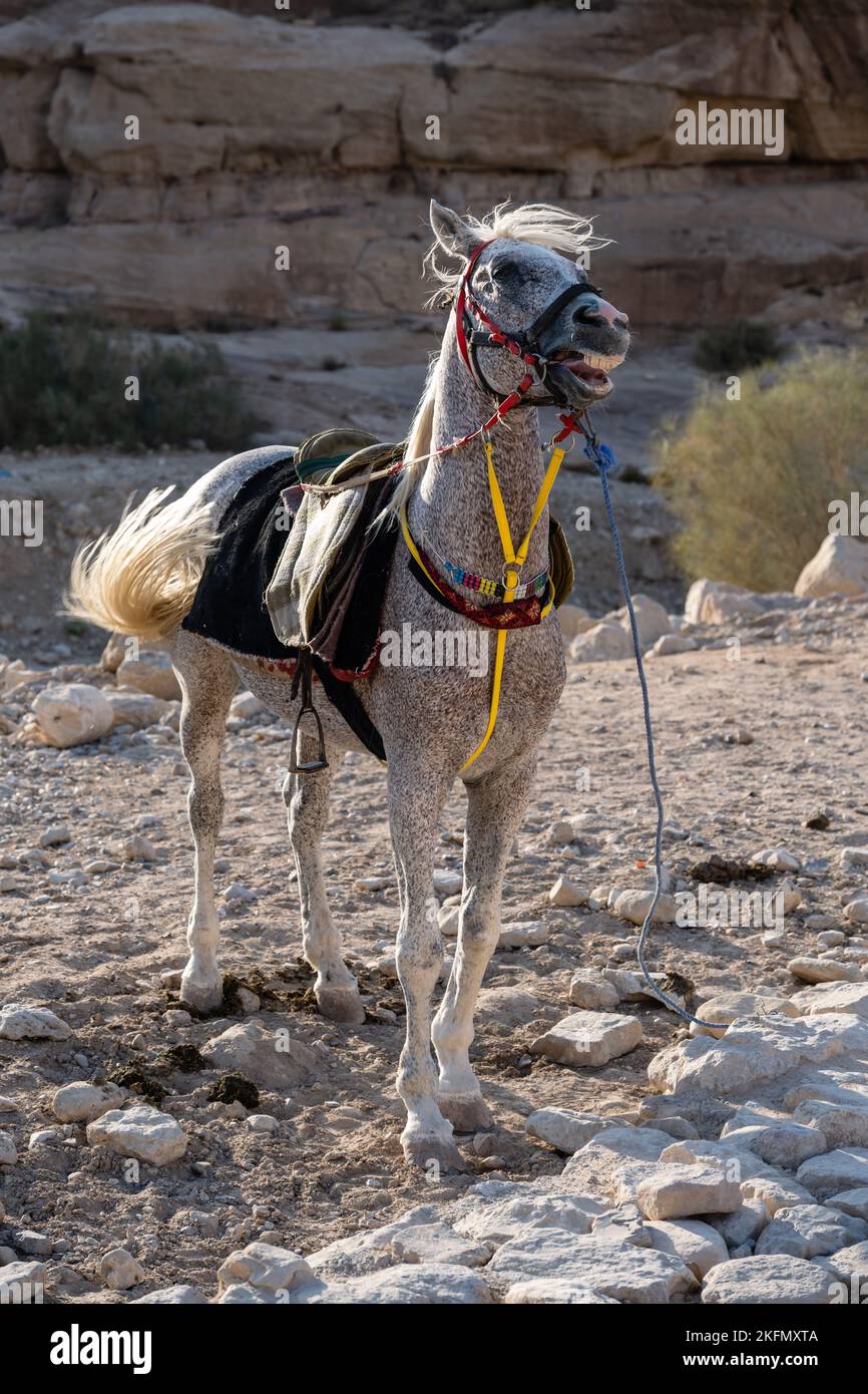 Arabian White Horse, also called Grey or Gray in Petra, near Wadi Musa, Jordan Stock Photo