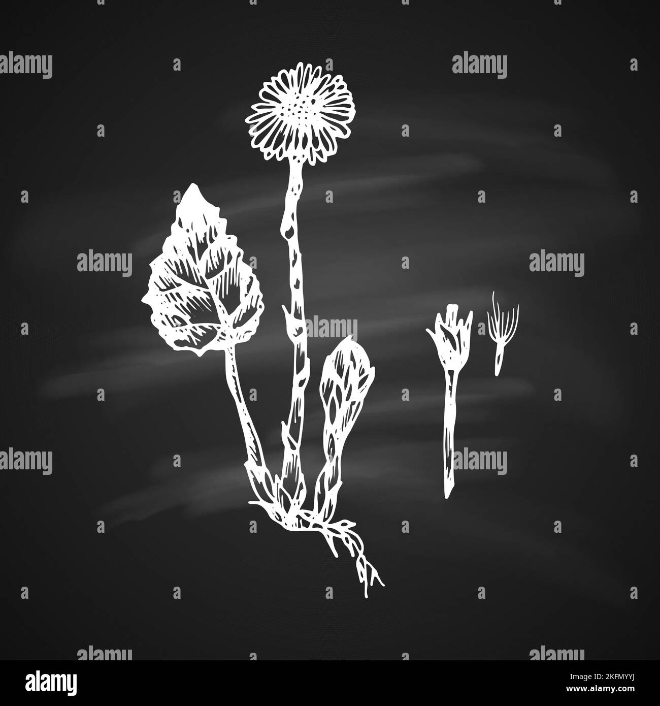 The white silhouette of the tussilago painted a gel pen on black background Stock Vector