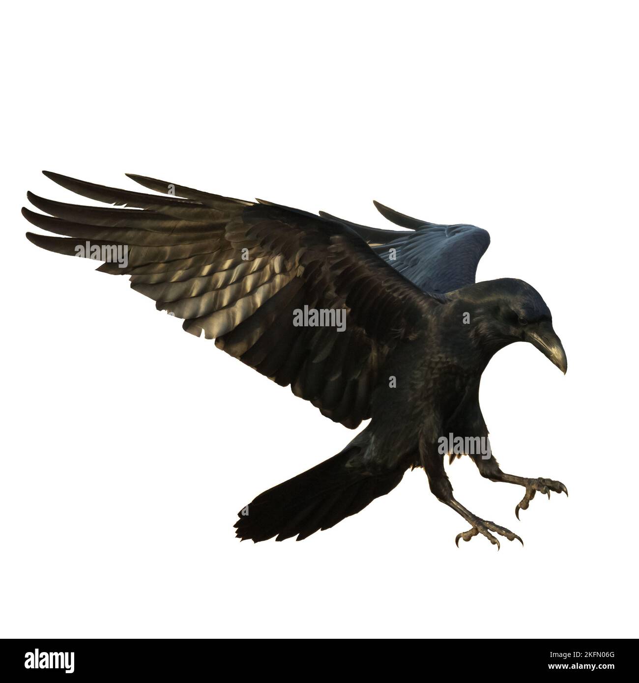 Birds flying ravens isolated on white background Corvus corax. Halloween - flying bird Stock Photo