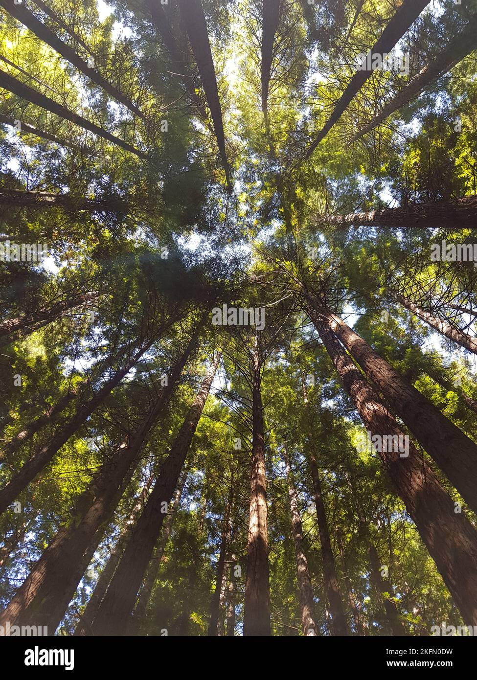 A low angle of tall trees in a forest on a sunny day Stock Photo - Alamy