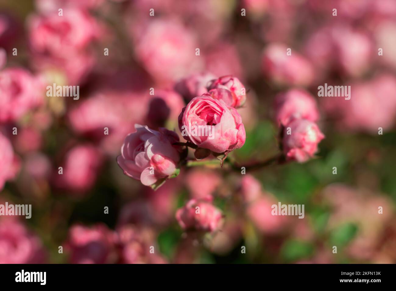 pink bush rose Stock Photo