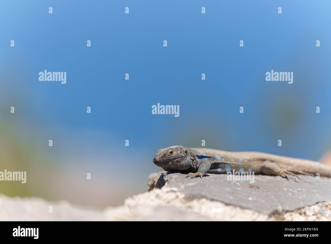 A closeup shot of the Gallotia galloti on a rock Stock Photo - Alamy