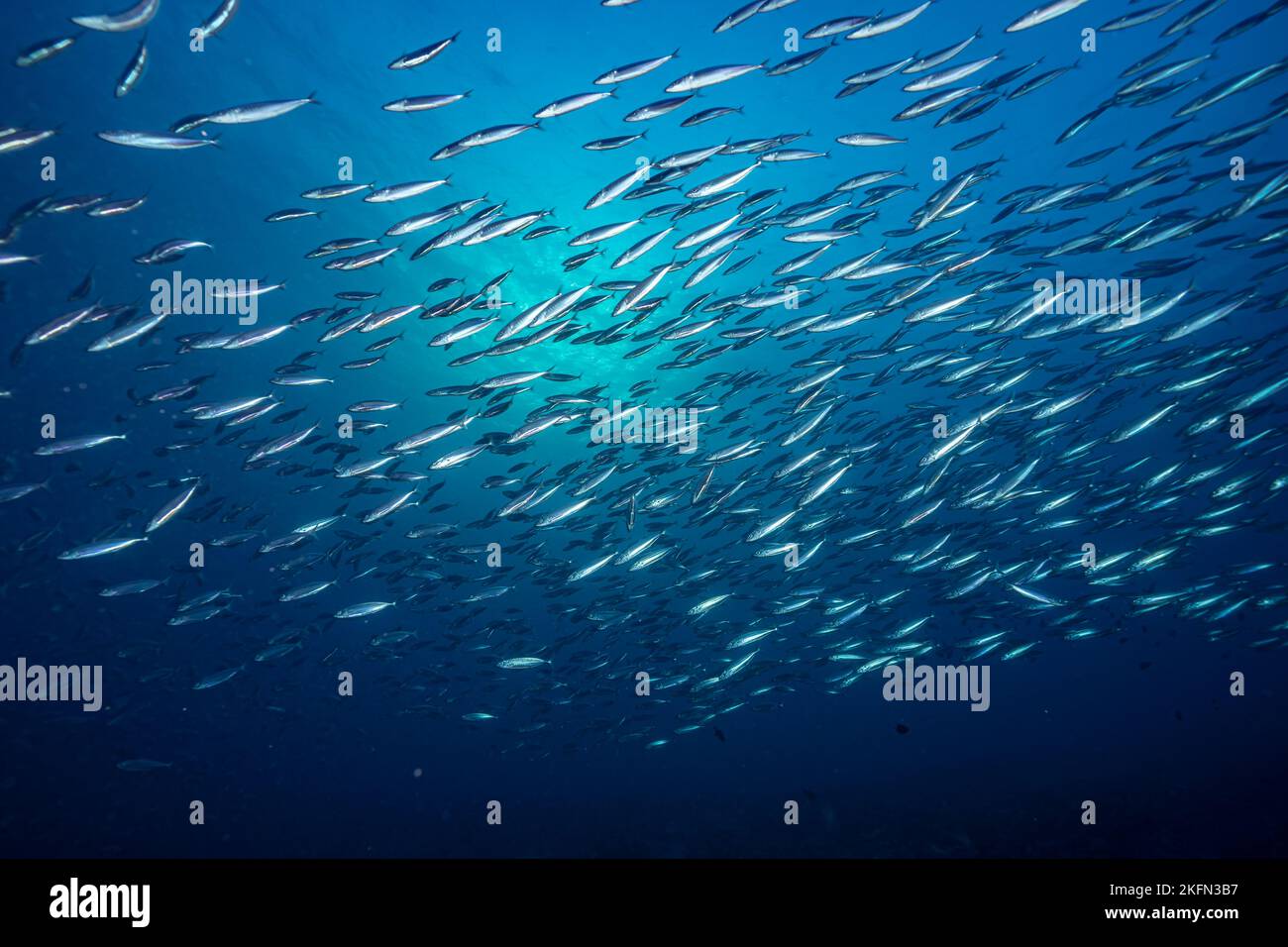 Scool of fish with blue background Stock Photo - Alamy