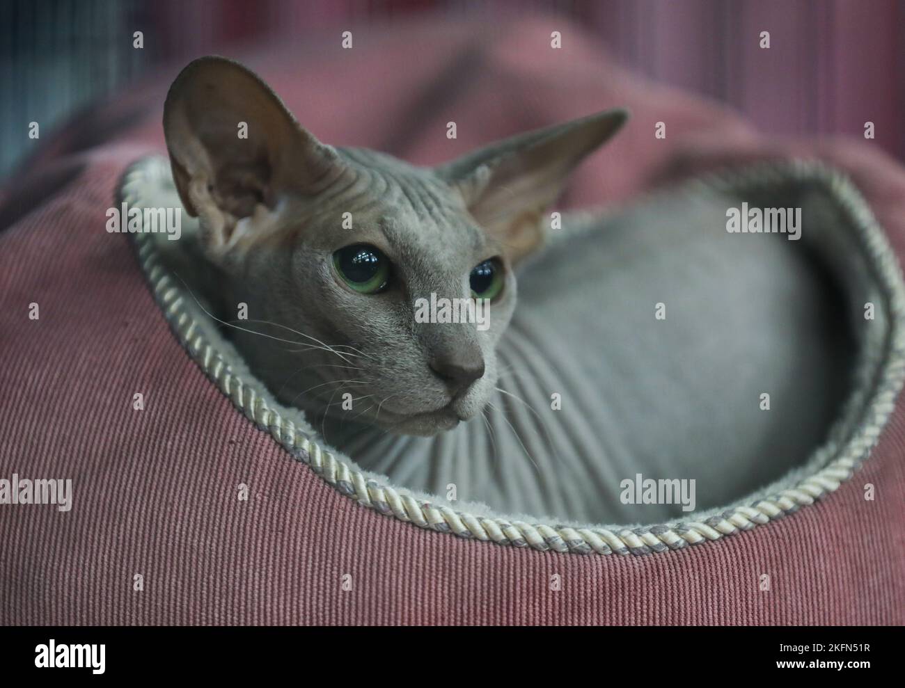 Felis Croatia Hi-res Stock Photography And Images - Alamy