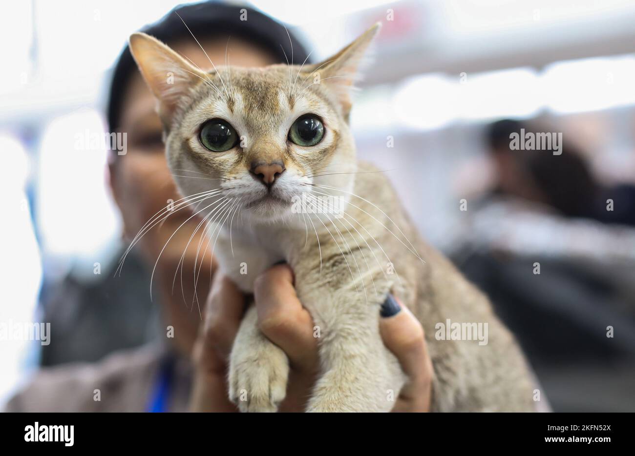 The international cat show organized by the cat lovers' club Felis Croatia  was held at the Sports Center in Zagreb, Croatia on November 19, 2022.  Photo: Jurica Galoic/PIXSELL Stock Photo - Alamy