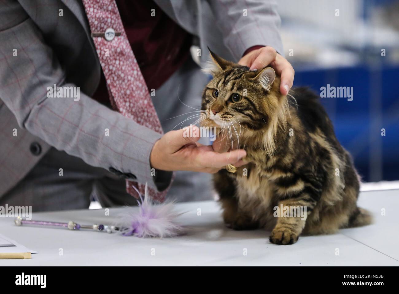 The international cat show organized by the cat lovers' club Felis