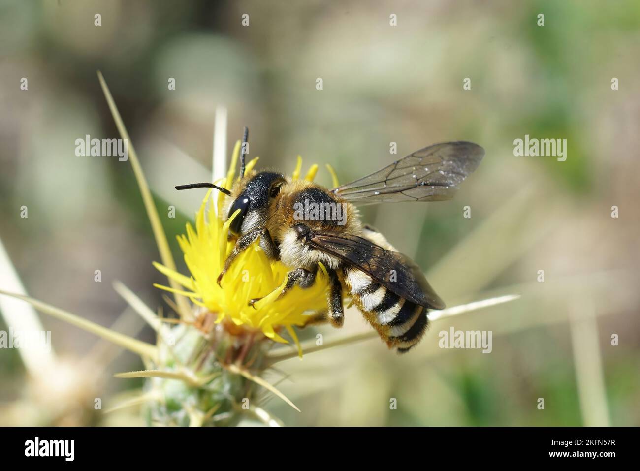 Close up of a large colorful female white sectioned leafcutter bee, Megachile albisecta on a yellow Centaurea solstitialis flower in France Stock Photo