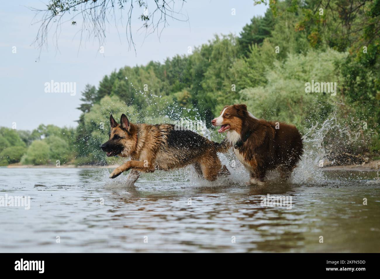 Two dogs playing catch up running in water. Spray flying in different