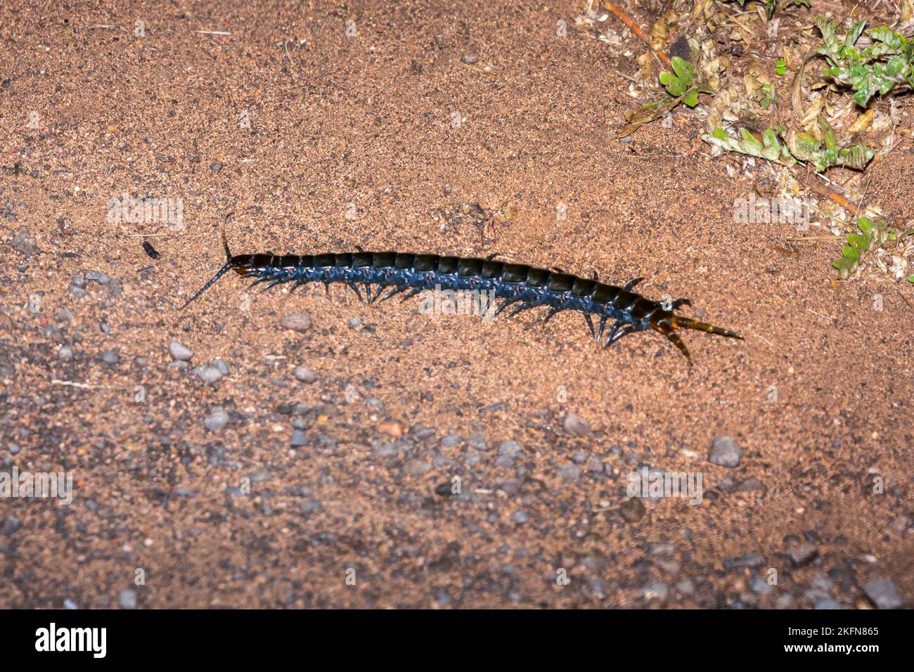 Giant centipede species seen on a night drive in Kruger National Park, South Africa Stock Photo
