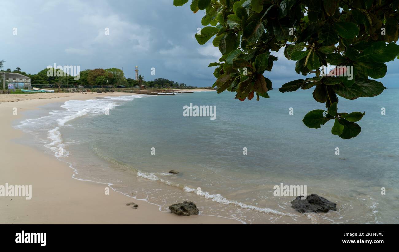 Tree on the beach,  green leaves of the tree with long beach view Stock Photo