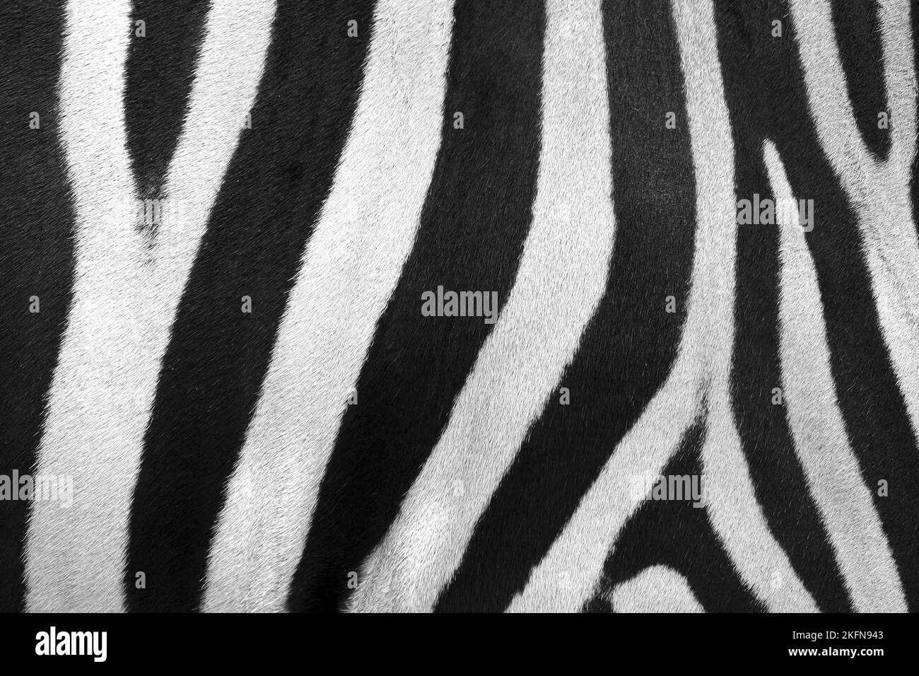 Black body with white stripes Black and White Stock Photos & Images - Alamy