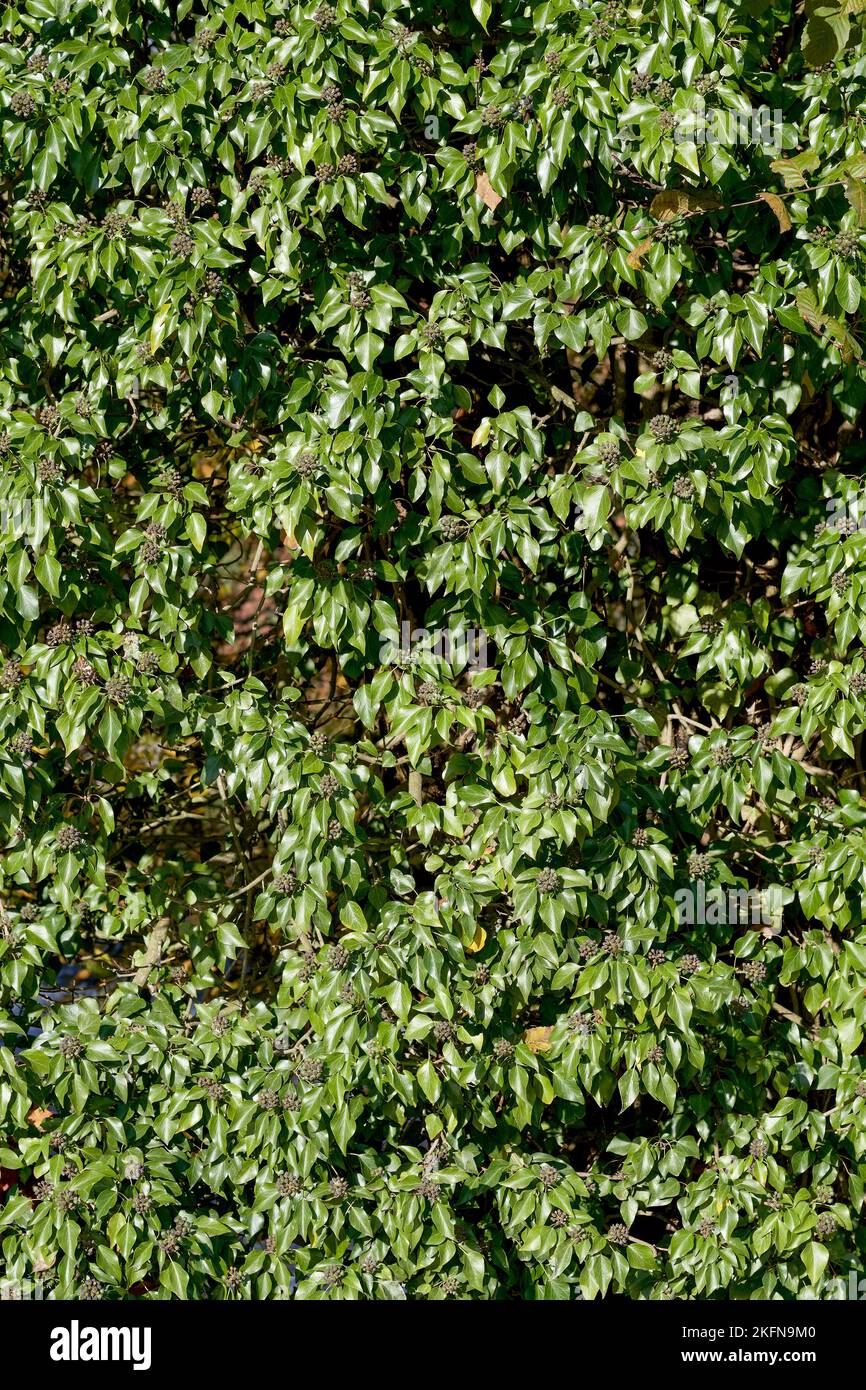 ivy (Hedera helix) with fruits at Tree,Germany Stock Photo