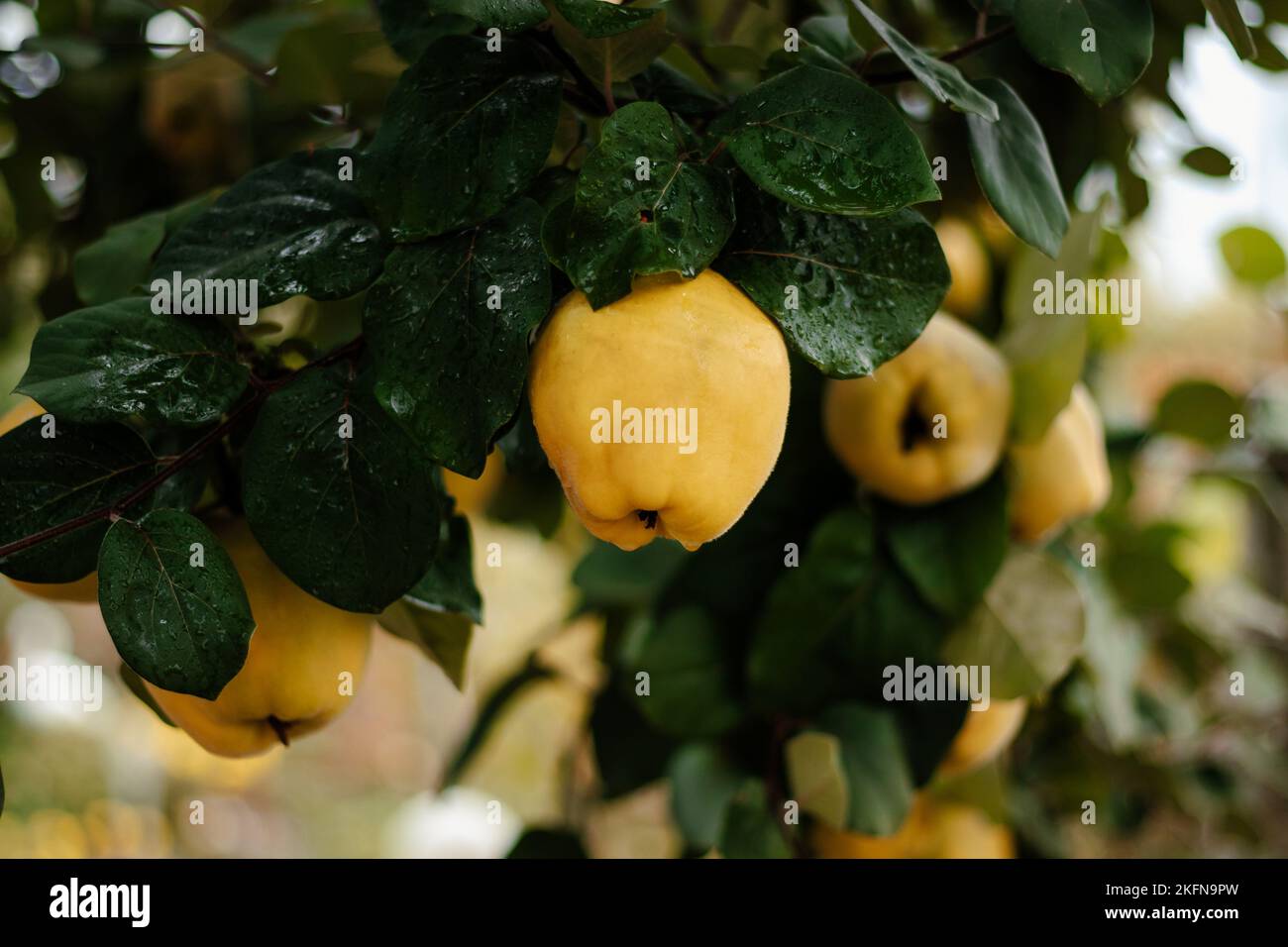 Quince on a tree. Autumn harvest. Healthy organic food. Stock Photo