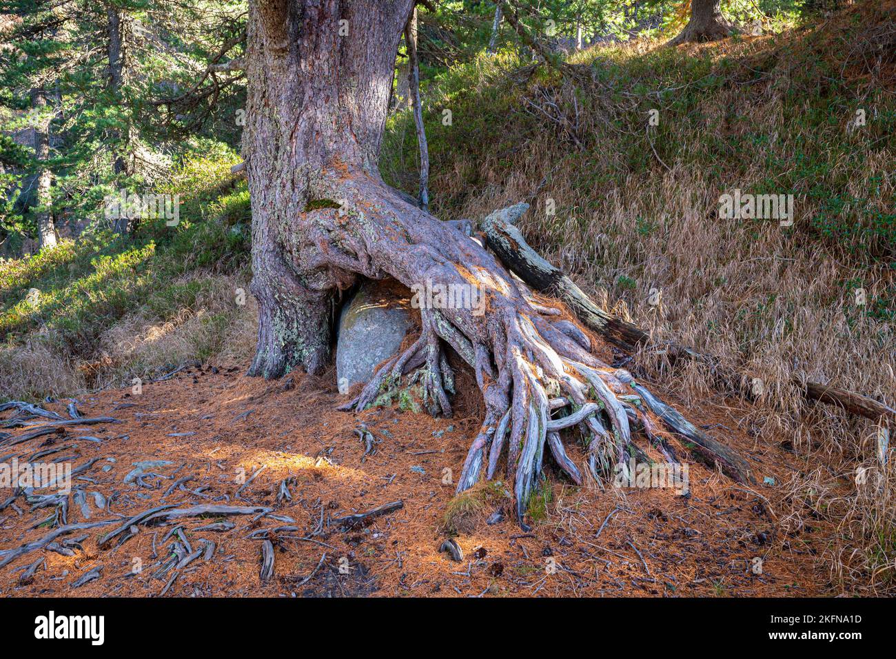 Trunk and roots of a large larch tree (Larix decidua) have grown over a rock. On the forest floor there are countless number of fallen needles. Stock Photo