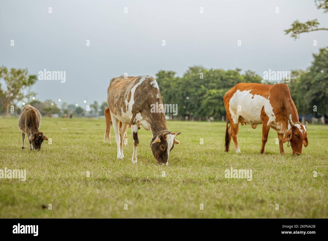 A group of cows and calf grazing on green grass in the meadow Stock ...