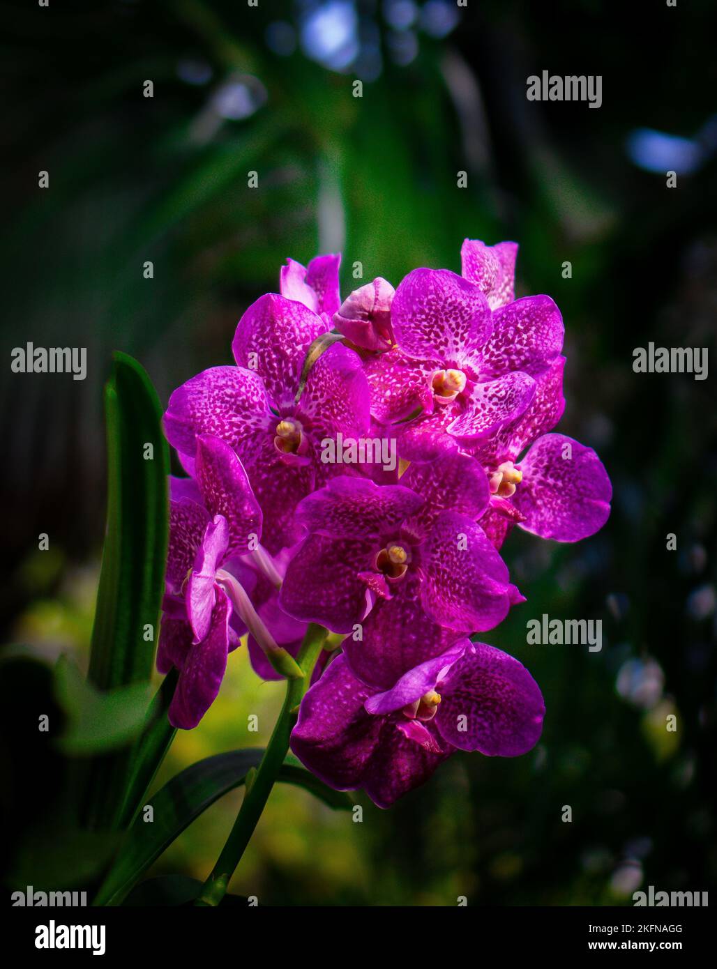 A vertical closeup of purple Ascocenda flower in the garden Stock Photo
