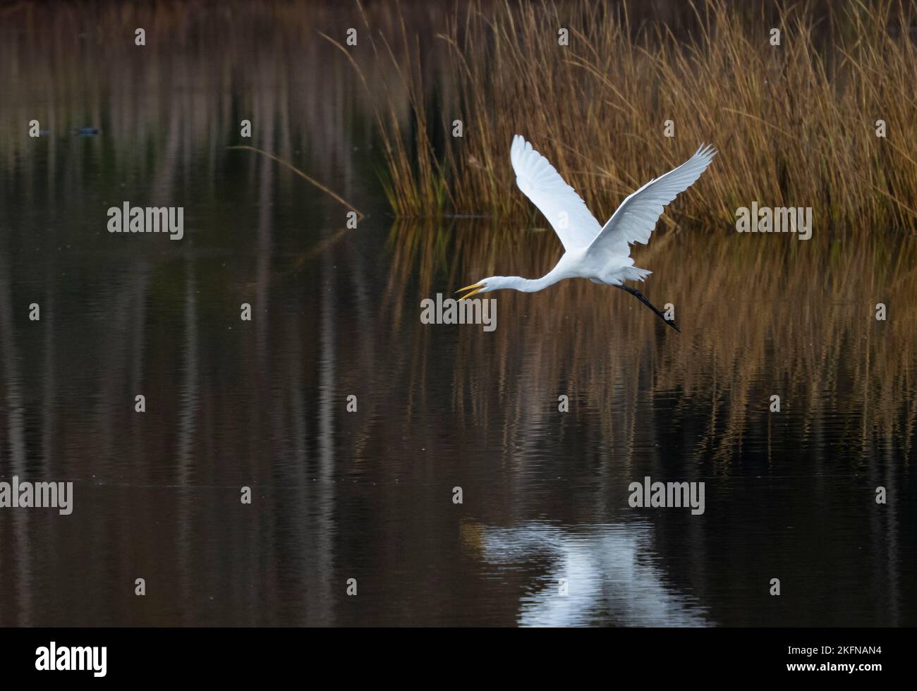 Great Egret (Ardea alba) in flight over water Stock Photo