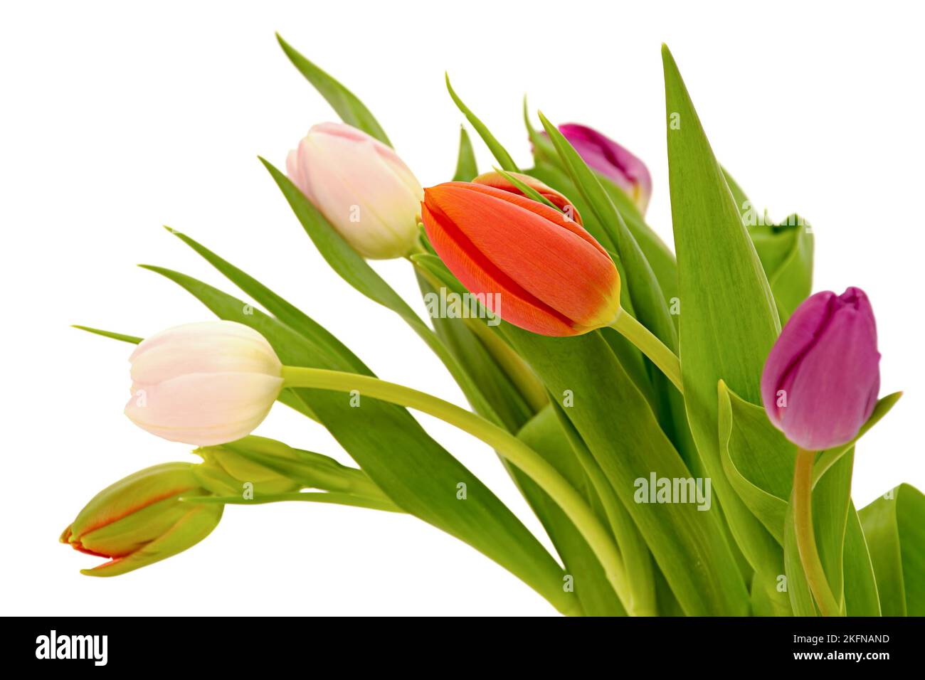 Tulip flowers isolated on white background Stock Photo - Alamy
