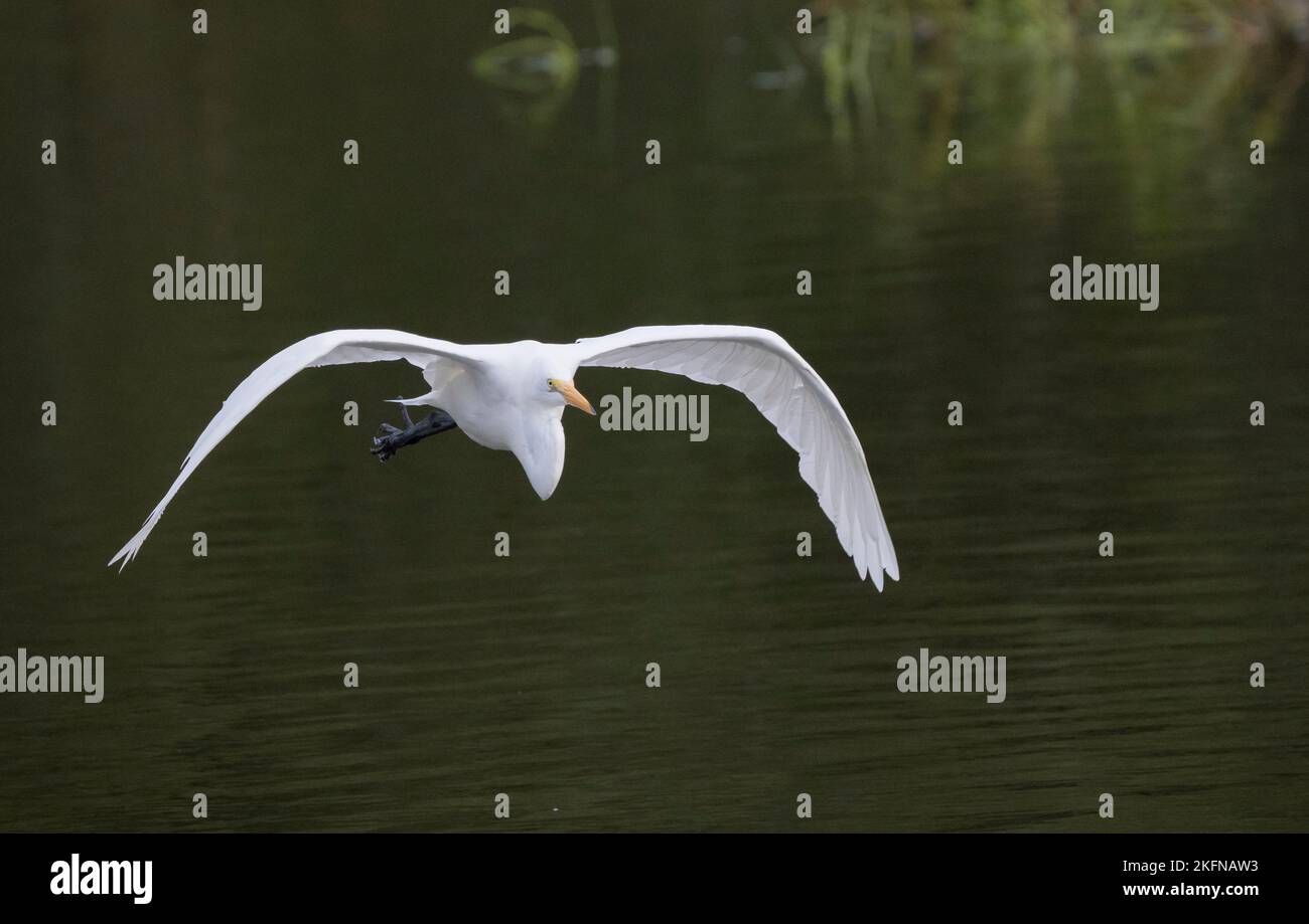 Great Egret (Ardea alba) Stock Photo