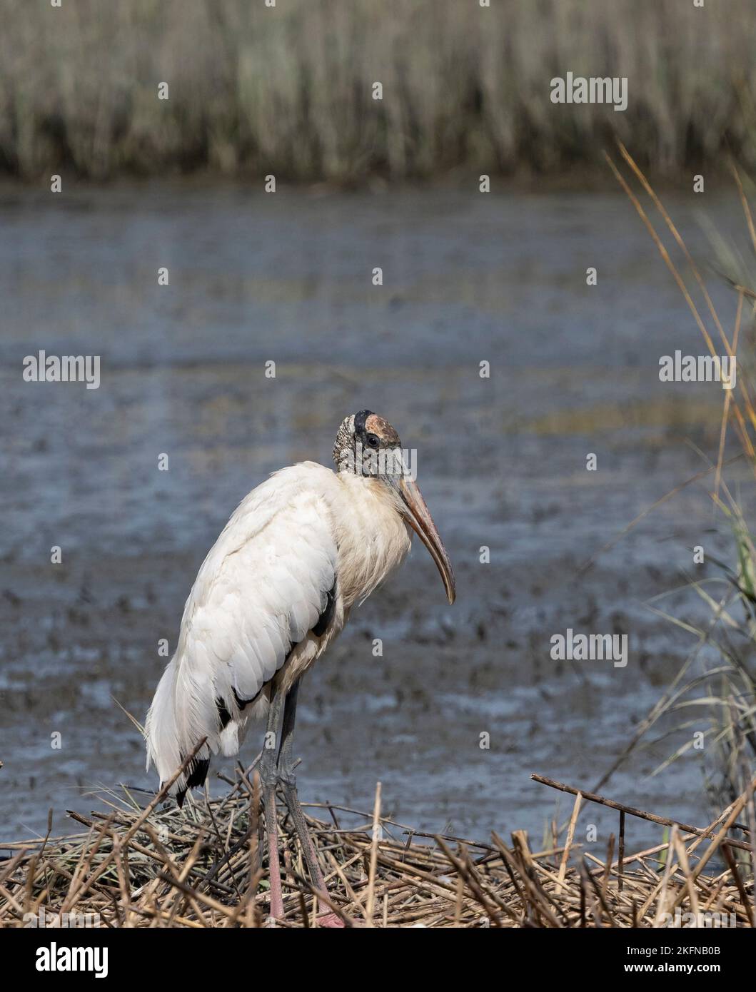 Wood Stork (Mycteria americana) amidst marsh grasses Stock Photo