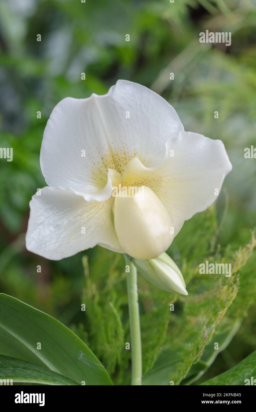 Blossom of a white venus slipper hybrid (Genus Paphiopedilum). Stock Photo