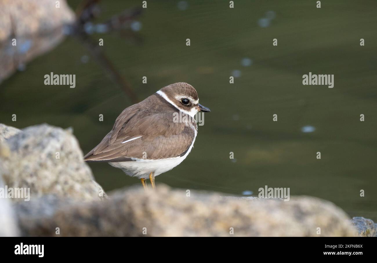 Piping Plover (Charadrius melodus) non-breeding perched on rock near water Stock Photo